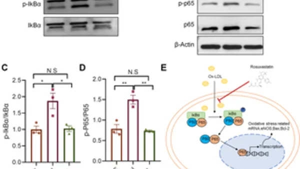 Rosuvastatine beschermt tegen oxLDL-geïnduceerde endotheelstress en atherosclerose via NF-κB
