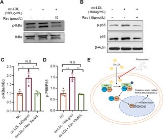 Rosuvastatine beschermt tegen oxLDL-geïnduceerde endotheelstress en atherosclerose via NF-κB